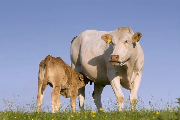 Domestic Cattle, Blonde d Aquitaine, cow and calf, suckling, standing on upland pasture, Cumbria, England, June