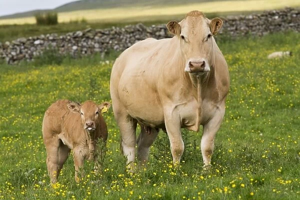 Domestic Cattle, Blonde d Aquitaine, cow and calf, standing on upland pasture, Cumbria, England, June