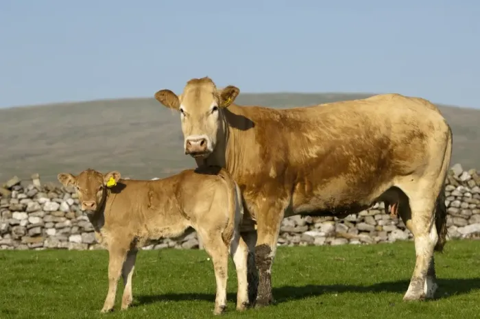 Framed Print : Domestic Cattle, Blonde d Aquitaine cow and calf, standing in pasture near drystone wall, Cumbria, England, May