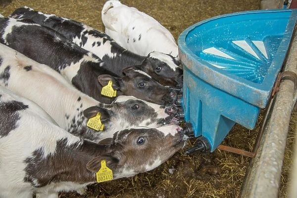 Domestic Cattle, British Blue, calves, feeding from plastic milk feeder, Staffordshire, England, September