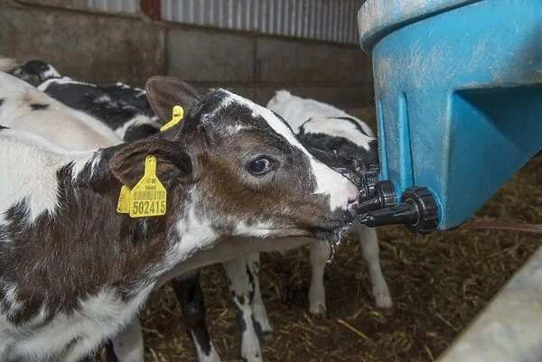 Domestic Cattle, British Blue, calves, feeding from plastic milk feeder, Staffordshire, England, September