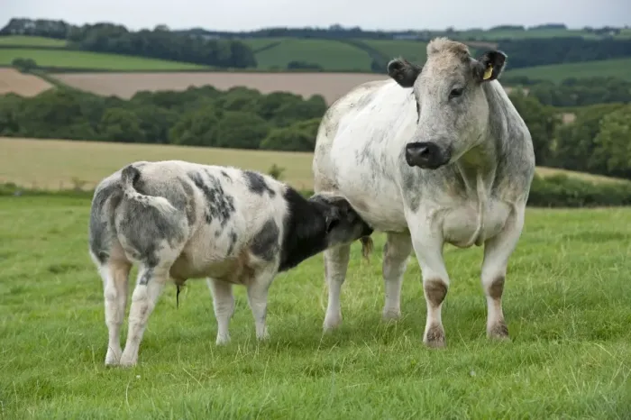 Framed Print : Domestic Cattle, British Blue, cow with calf, suckling, standing in pasture, Devon, England, August