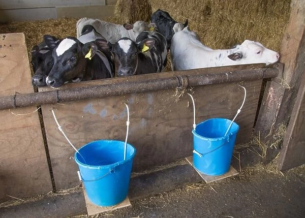 Domestic Cattle, British Blue x Holstein calves, in straw pen with feeder buckets on farm, Preston, Lancashire