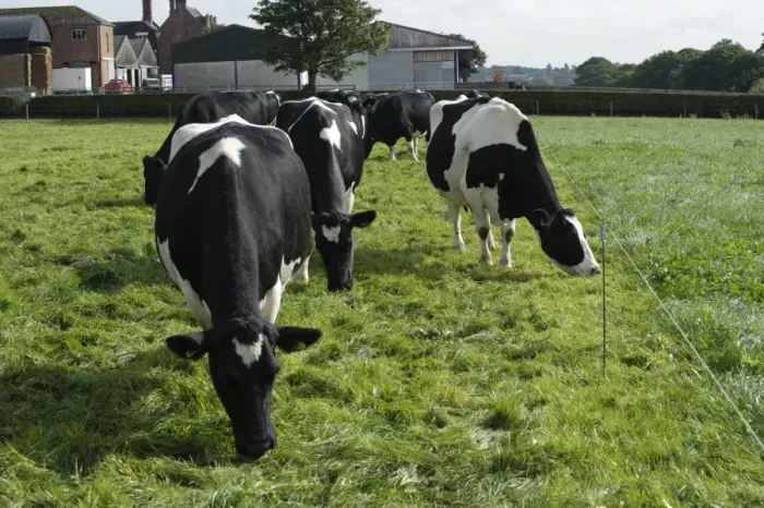 Framed Print : Domestic Cattle, British Friesian, cows, herd strip grazing pasture, Staffordshire, England, september Framed Print : Domestic Cattle, British Friesian, cows, herd strip grazing pasture, Staffordshire, England, september