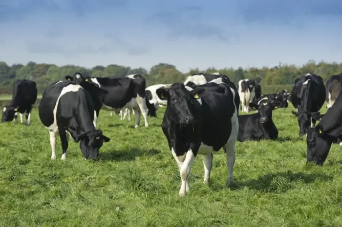 Framed Print : Domestic Cattle, British Friesian, cows, herd grazing in pasture, Staffordshire, England, september Framed Print : Domestic Cattle, British Friesian, cows, herd grazing in pasture, Staffordshire, England, september