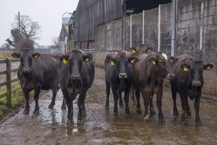 Framed Print : Domestic Cattle, Brown Swiss and Brown Swiss cross dairy cows, herd standing in farmyard, Nantwich, Cheshire, England Framed Print : Domestic Cattle, Brown Swiss and Brown Swiss cross dairy cows, herd standing in farmyard, Nantwich, Cheshire, England