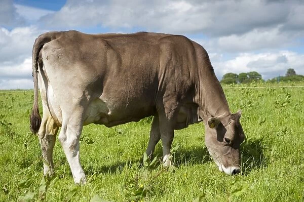 Domestic Cattle, Brown Swiss dairy cow, grazing in pasture beside electric fence, Dumfries, Dumfries and Galloway