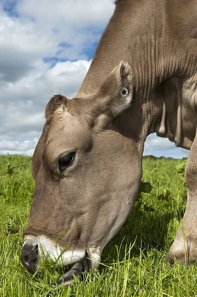Domestic Cattle, Brown Swiss dairy cow, close-up of head, grazing in pasture, Dumfries, Dumfries and Galloway
