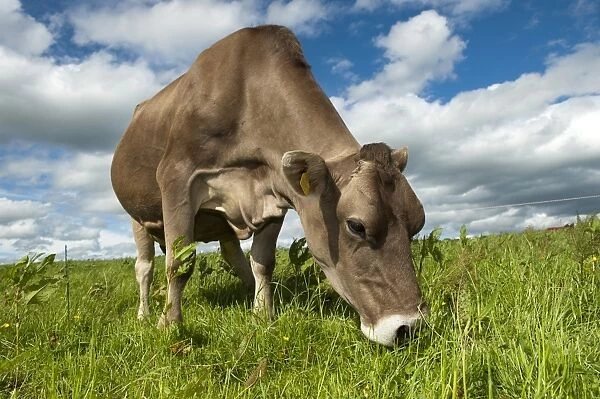 Domestic Cattle, Brown Swiss dairy cow, grazing in pasture beside electric fence, Dumfries, Dumfries and Galloway