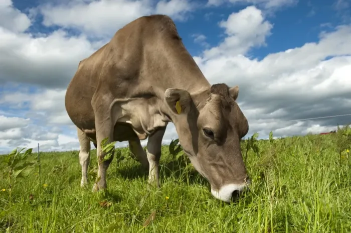 Framed Print : Domestic Cattle, Brown Swiss dairy cow, grazing in pasture beside electric fence, Dumfries, Dumfries and Galloway Framed Print : Domestic Cattle, Brown Swiss dairy cow, grazing in pasture beside electric fence, Dumfries, Dumfries and Galloway