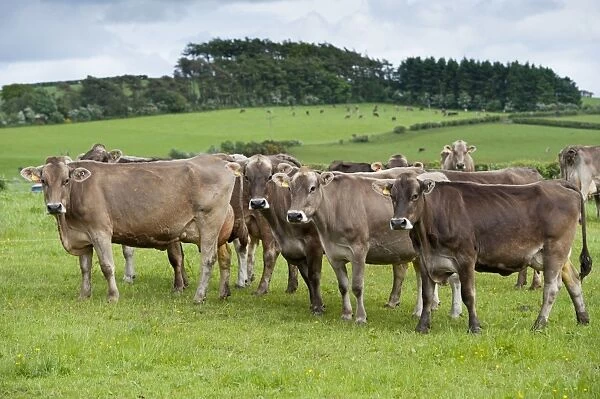 Domestic Cattle, Brown Swiss dairy cows, herd standing in pasture, Dumfries, Dumfries and Galloway, Scotland, June
