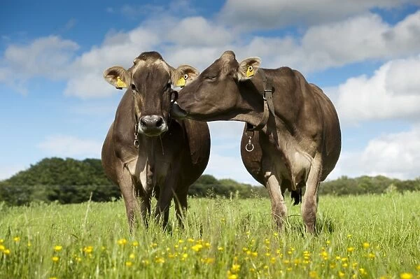 Domestic Cattle, Brown Swiss dairy cows, standing in pasture with buttercups, Dumfries, Dumfries and Galloway
