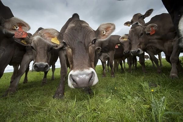 Domestic Cattle, Brown Swiss dairy cows, herd gathering around in pasture, Dumfries, Dumfries and Galloway, Scotland