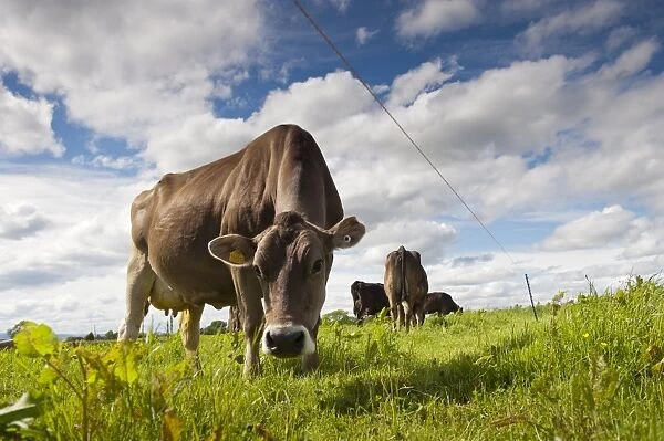 Domestic Cattle, Brown Swiss dairy cows, grazing in pasture beside electric fence, Dumfries, Dumfries and Galloway