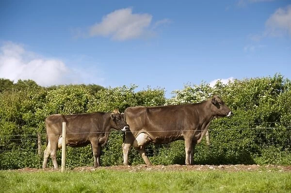 Domestic Cattle, Brown Swiss dairy cows, heading to milking parlour along fenced track, Dumfries