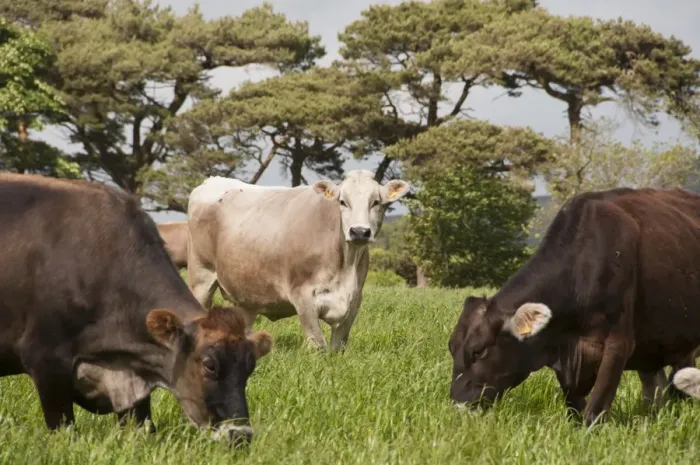 Framed Print : Domestic Cattle, Brown Swiss dairy cows, herd grazing in long grass, Whitewell, Clitheroe, Lancashire, England, may Framed Print : Domestic Cattle, Brown Swiss dairy cows, herd grazing in long grass, Whitewell, Clitheroe, Lancashire, England, may