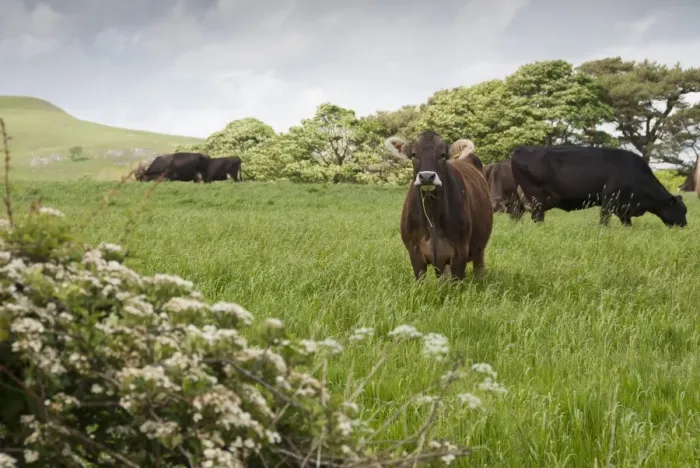 Framed Print : Domestic Cattle, Brown Swiss dairy cows, herd grazing in long grass, Whitewell, Clitheroe, Lancashire, England, may Framed Print : Domestic Cattle, Brown Swiss dairy cows, herd grazing in long grass, Whitewell, Clitheroe, Lancashire, England, may
