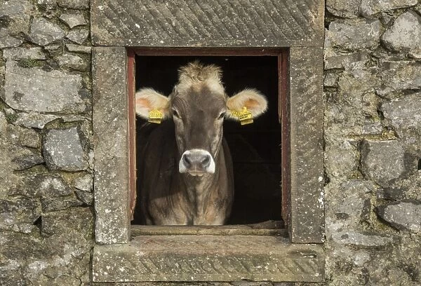 Domestic Cattle, Brown Swiss, dairy heifer, looking through window in stone barn, Whitewell, Lancashire, England
