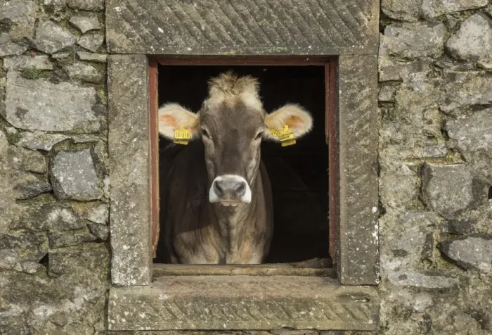 Framed Print : Domestic Cattle, Brown Swiss, dairy heifer, looking through window in stone barn, Whitewell, Lancashire, England Framed Print : Domestic Cattle, Brown Swiss, dairy heifer, looking through window in stone barn, Whitewell, Lancashire, England