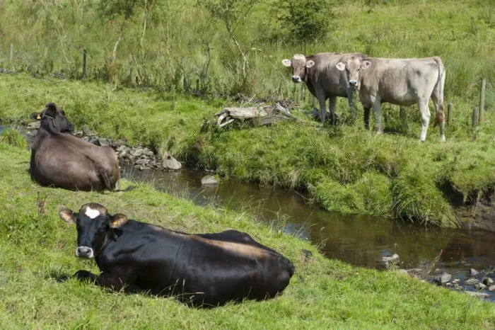Framed Print : Domestic Cattle, Brown Swiss dairy heifers, resting beside stream, Whitewell, Lancashire, England, August Framed Print : Domestic Cattle, Brown Swiss dairy heifers, resting beside stream, Whitewell, Lancashire, England, August