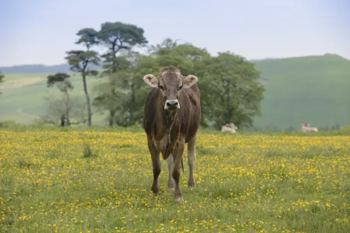 Framed Print : Domestic Cattle, Brown Swiss heifer, standing amongst buttercups in pasture, Whitewell, Forest of Bowland, Lancashire
