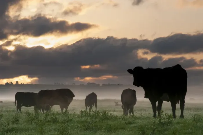 Framed Print : Domestic Cattle, bull, cows and calves, herd silhouetted on coastal grazing marsh at sunrise, Elmley Marshes N. N. R Framed Print : Domestic Cattle, bull, cows and calves, herd silhouetted on coastal grazing marsh at sunrise, Elmley Marshes N. N. R