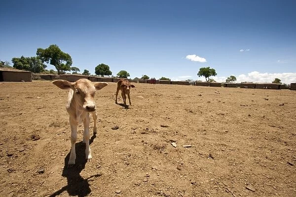 Domestic Cattle, two calves, standing on dry soil at edge of Masai village, Masai Mara, Kenya
