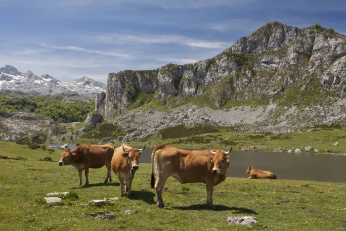 Framed Print : Domestic Cattle, Casinas cows, in high cattle pasture beside lake, Covadonga N. P Framed Print : Domestic Cattle, Casinas cows, in high cattle pasture beside lake, Covadonga N. P