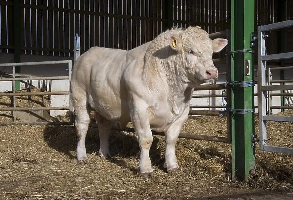 Domestic Cattle, Charolais bull, standing in straw yard, Malton, North Yorkshire, England, November