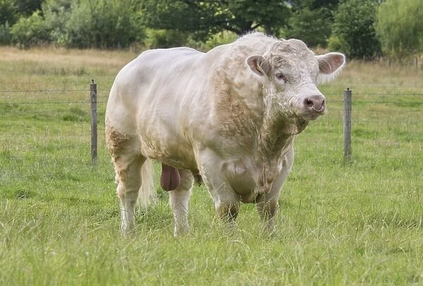 Domestic Cattle, Charolais bull, standing in pasture, Stockport, Cheshire, England, August