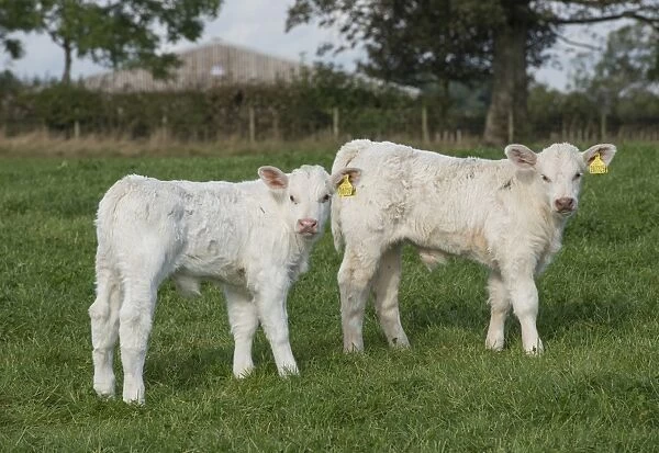 Domestic Cattle, Charolais, two bull calves, standing in pasture, Dumfries and Galloway, Scotland, October