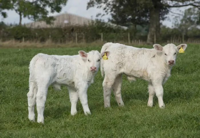 Framed Print : Domestic Cattle, Charolais, two bull calves, standing in pasture, Dumfries and Galloway, Scotland, October