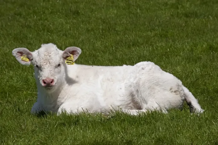 Framed Print : Domestic Cattle, Charolais, calf, resting on grass, England, may Framed Print : Domestic Cattle, Charolais, calf, resting on grass, England, may