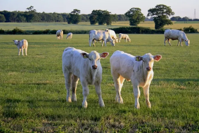 Framed Print : Domestic Cattle, Charolais calves, standing near herd in pasture, in commonland reserve at dawn, Mellis Common, Mellis, Suffolk, England, june Framed Print : Domestic Cattle, Charolais calves, standing near herd in pasture, in commonland reserve at dawn, Mellis Common, Mellis, Suffolk, England, june