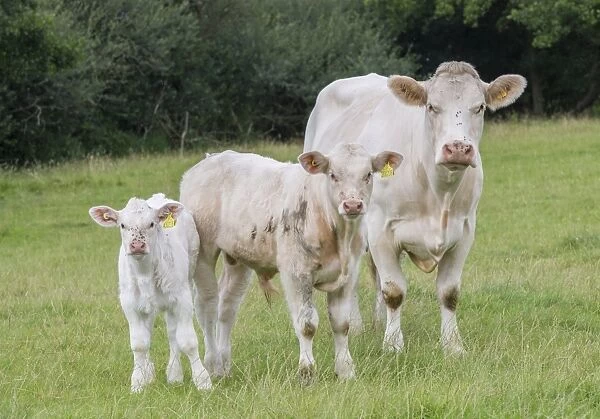 Domestic Cattle, Charolais cow and calves, standing in pasture, Stockport, Cheshire, England, August