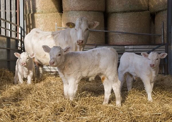 Domestic Cattle, Charolais cow and calves, standing in straw yard, Malton, North Yorkshire, England, November
