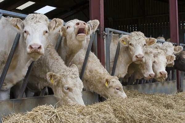 Domestic Cattle, Charolais cows, herd feeding on straw at feed barrier, Malton, North Yorkshire, England, November