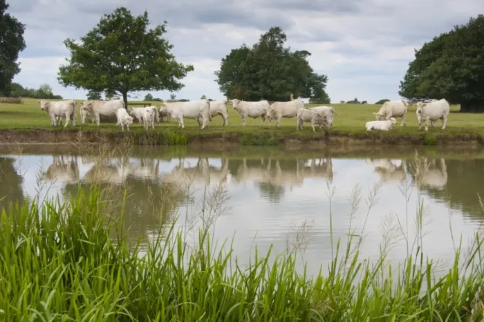 Framed Print : Domestic Cattle, Charolais cows and calves, herd standing at edge of lake, Middle Claydon, Buckinghamshire, England, august Framed Print : Domestic Cattle, Charolais cows and calves, herd standing at edge of lake, Middle Claydon, Buckinghamshire, England, august