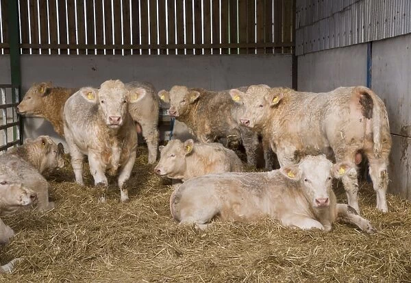 Domestic Cattle, Charolais young bulls, herd in straw yard, Malton, North Yorkshire, England, November