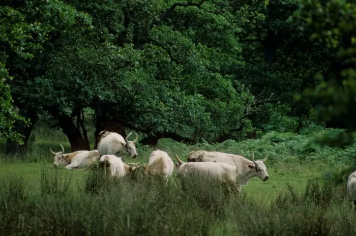 Framed Print : Domestic Cattle, Chillingham Cattle, herd, grazing and resting in wood pasture habitat, Chillingham Park, Northumberland, England, july Framed Print : Domestic Cattle, Chillingham Cattle, herd, grazing and resting in wood pasture habitat, Chillingham Park, Northumberland, England, july