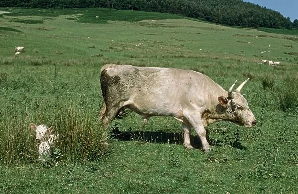 Domestic Cattle, Chillingham Cattle, bull, guarding calf resting in rushes, Chillingham Park, Northumberland, England