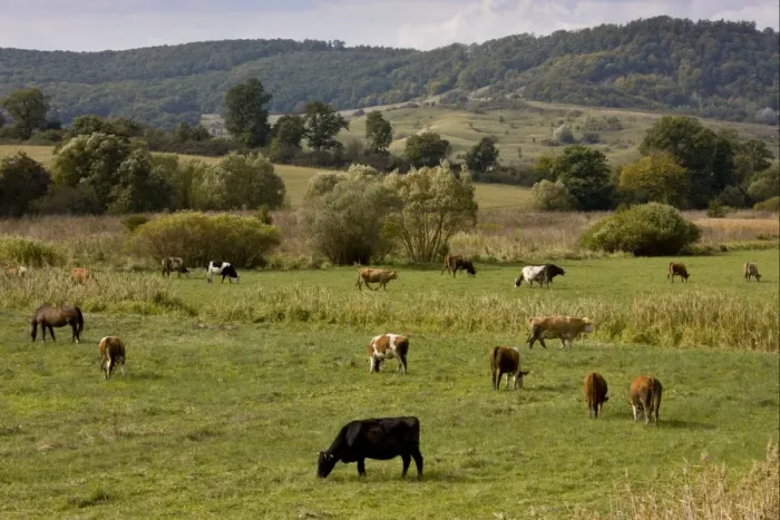 Framed Print : Domestic Cattle, communal herd, grazing in pasture, near Saxon village of Viscri, Transylvania, Romania, october