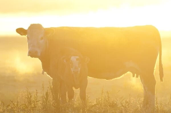 Domestic Cattle, cow with calf, standing on coastal grazing marsh at dawn, Elmley Marshes N. N. R