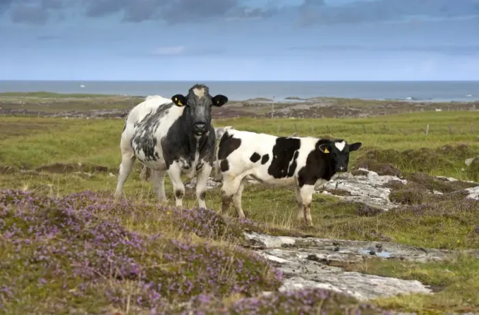 Framed Print : Domestic Cattle, cow and calf, standing on coastal moorland with flowering heather, Isle of Tiree, Inner Hebrides