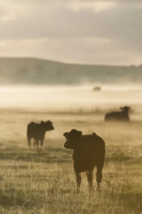 Framed Print : Domestic Cattle, cow and calves, silhouetted on coastal grazing marsh at sunrise, Elmley Marshes N. N. R Framed Print : Domestic Cattle, cow and calves, silhouetted on coastal grazing marsh at sunrise, Elmley Marshes N. N. R