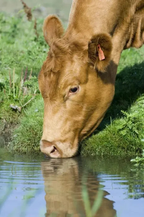 Framed Print : Domestic Cattle, cow, close-up of head, drinking from drainage ditch on grazing marsh, Cley, North Norfolk, England, september Framed Print : Domestic Cattle, cow, close-up of head, drinking from drainage ditch on grazing marsh, Cley, North Norfolk, England, september