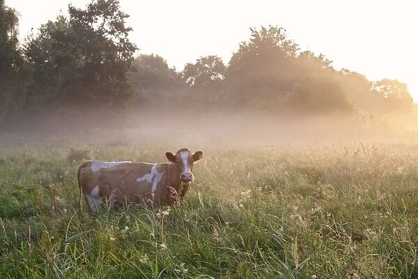 Domestic Cattle, cow, grazing in misty river valley fen meadow habitat at sunrise