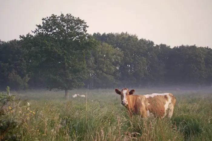 Framed Print : Domestic Cattle, cow, grazing in misty river valley fen meadow habitat at sunrise