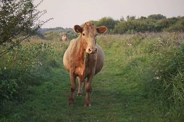 Domestic Cattle, cow, grazing on path in river valley fen habitat at sunrise