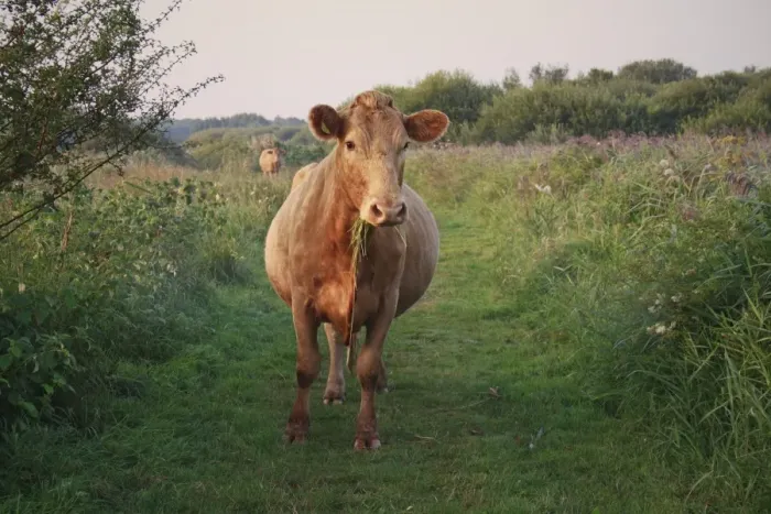 Framed Print : Domestic Cattle, cow, grazing on path in river valley fen habitat at sunrise Framed Print : Domestic Cattle, cow, grazing on path in river valley fen habitat at sunrise